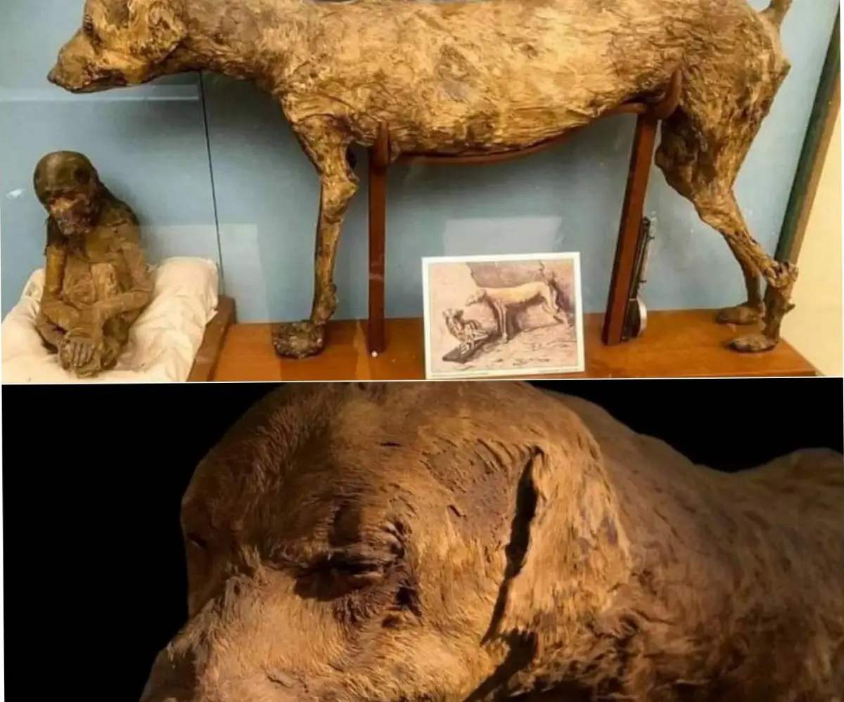 Momia de perro de 3.500 años encontrada en la tumba del antiguo faraón egipcio